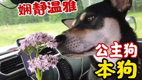 张家界这地方可以摆摊 农村小伙带你看看,产品还不少