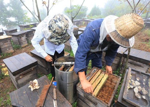 大山养蜂人的甜蜜事业 张家界慈利县与老院子的传承