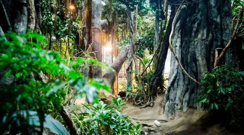 张家界老院子 森林旅游产品的创意与开发模式探讨